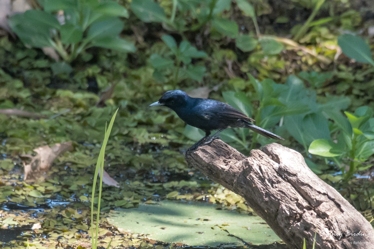 Shining Flycatcher - ML623868949