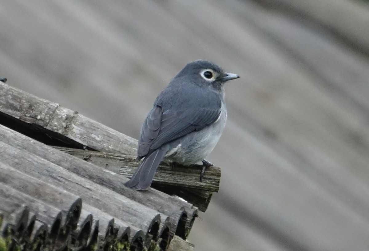 White-eyed Slaty-Flycatcher - ML623868951