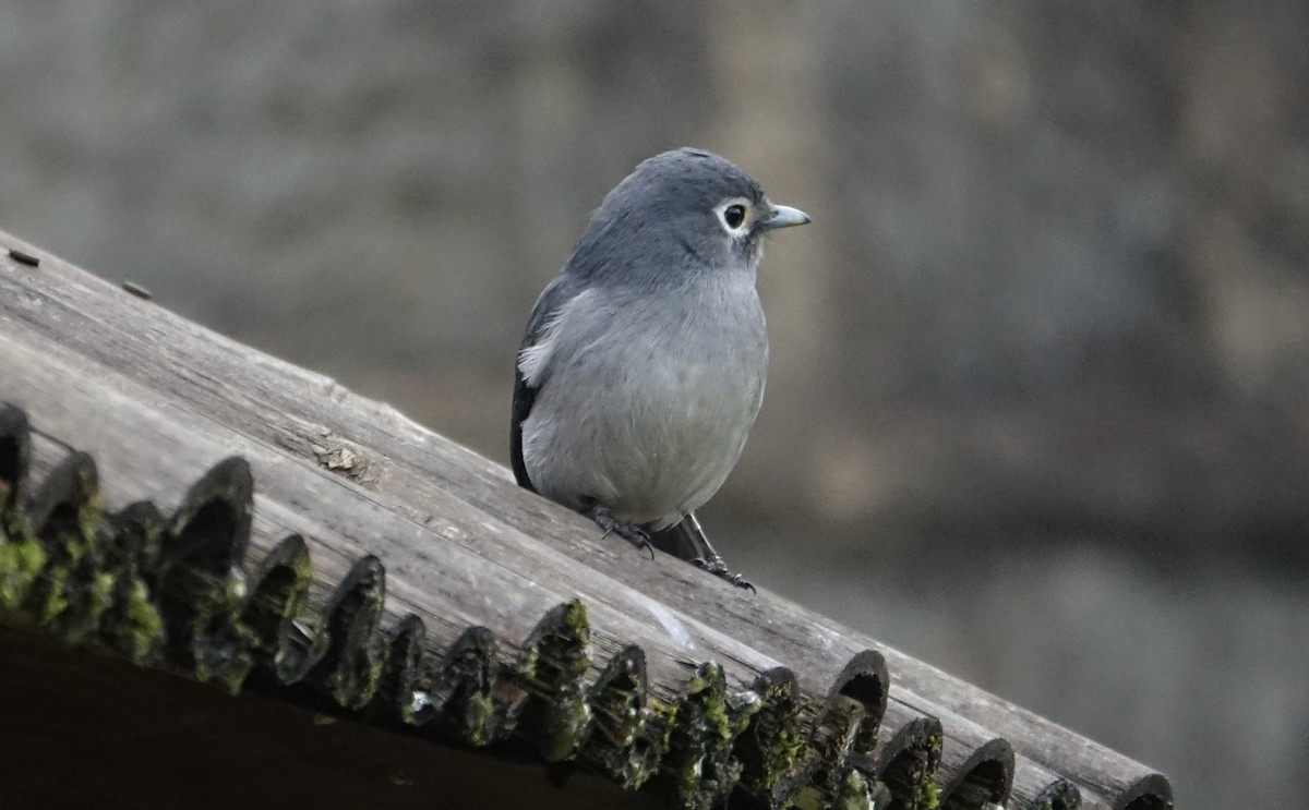 White-eyed Slaty-Flycatcher - ML623868952