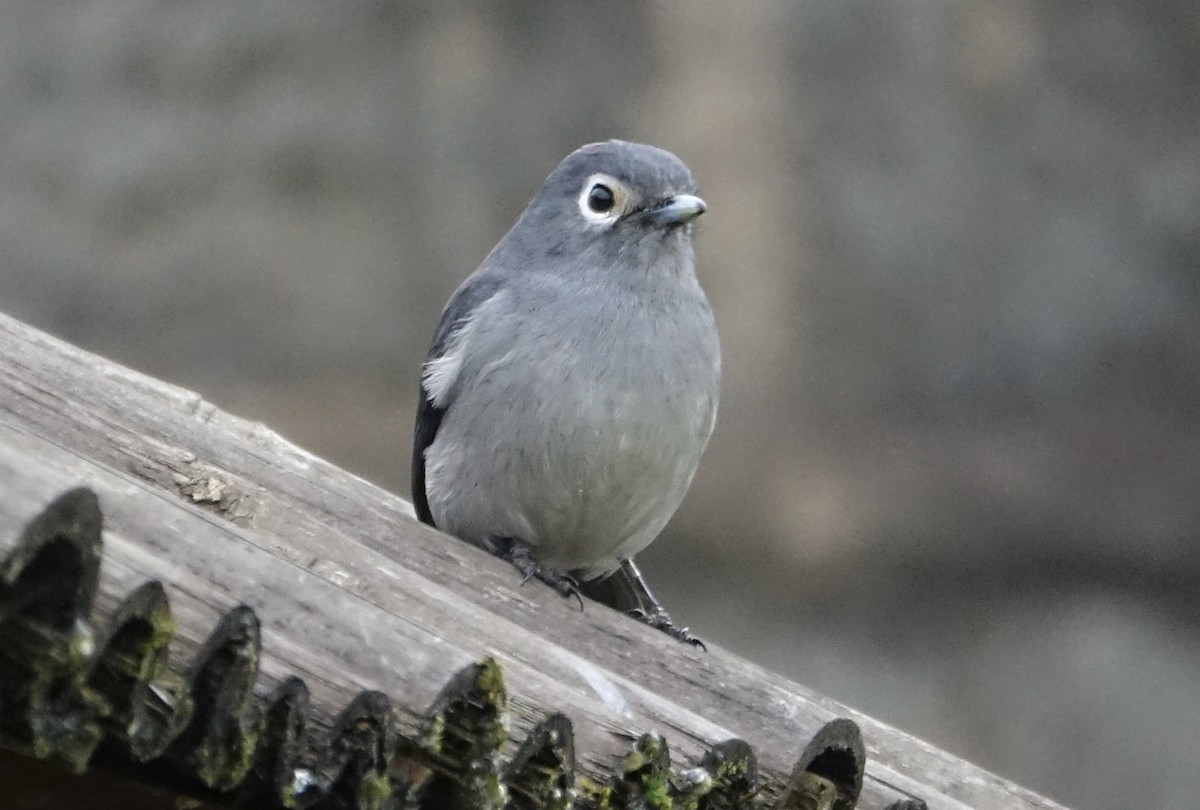 White-eyed Slaty-Flycatcher - ML623868953