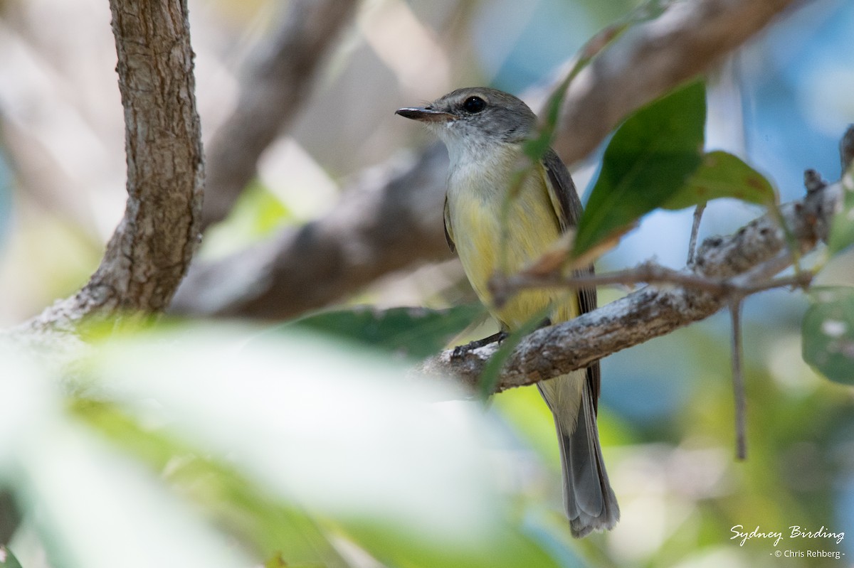 Lemon-bellied Flyrobin - ML623868955