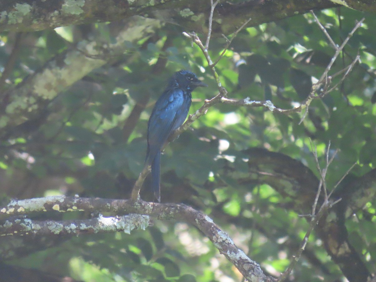 Bronzed Drongo - ML623868956