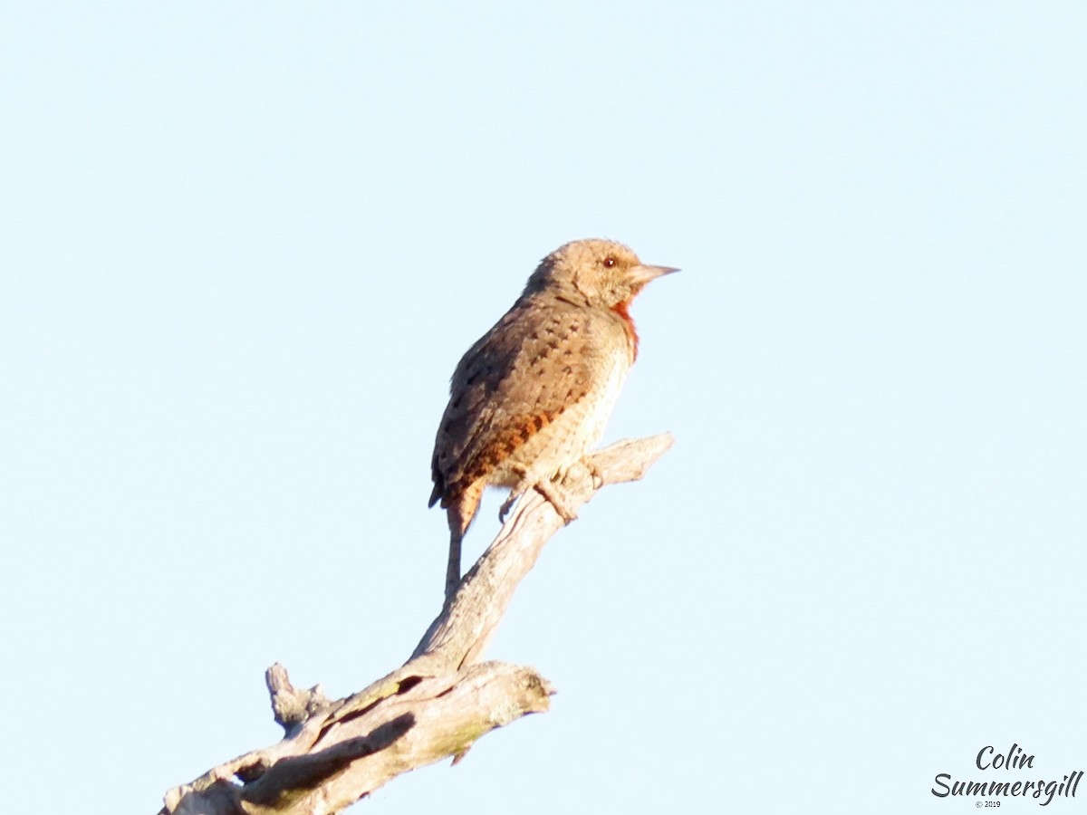 Rufous-necked Wryneck (Rufous-necked) - ML623868980