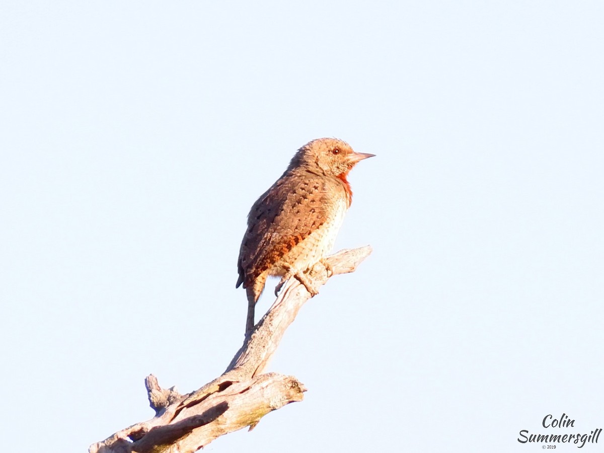 Rufous-necked Wryneck (Rufous-necked) - ML623868981