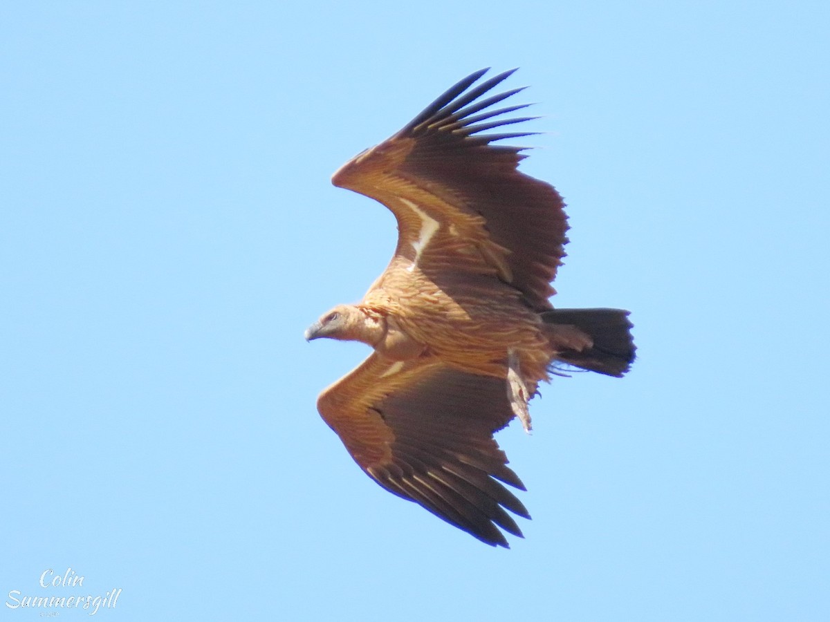 White-backed Vulture - ML623868987