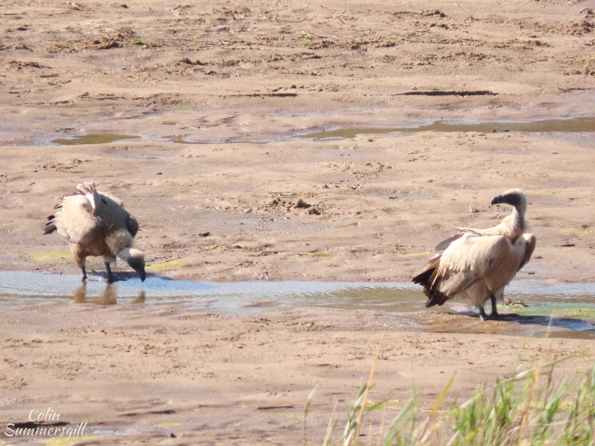 White-backed Vulture - ML623868988