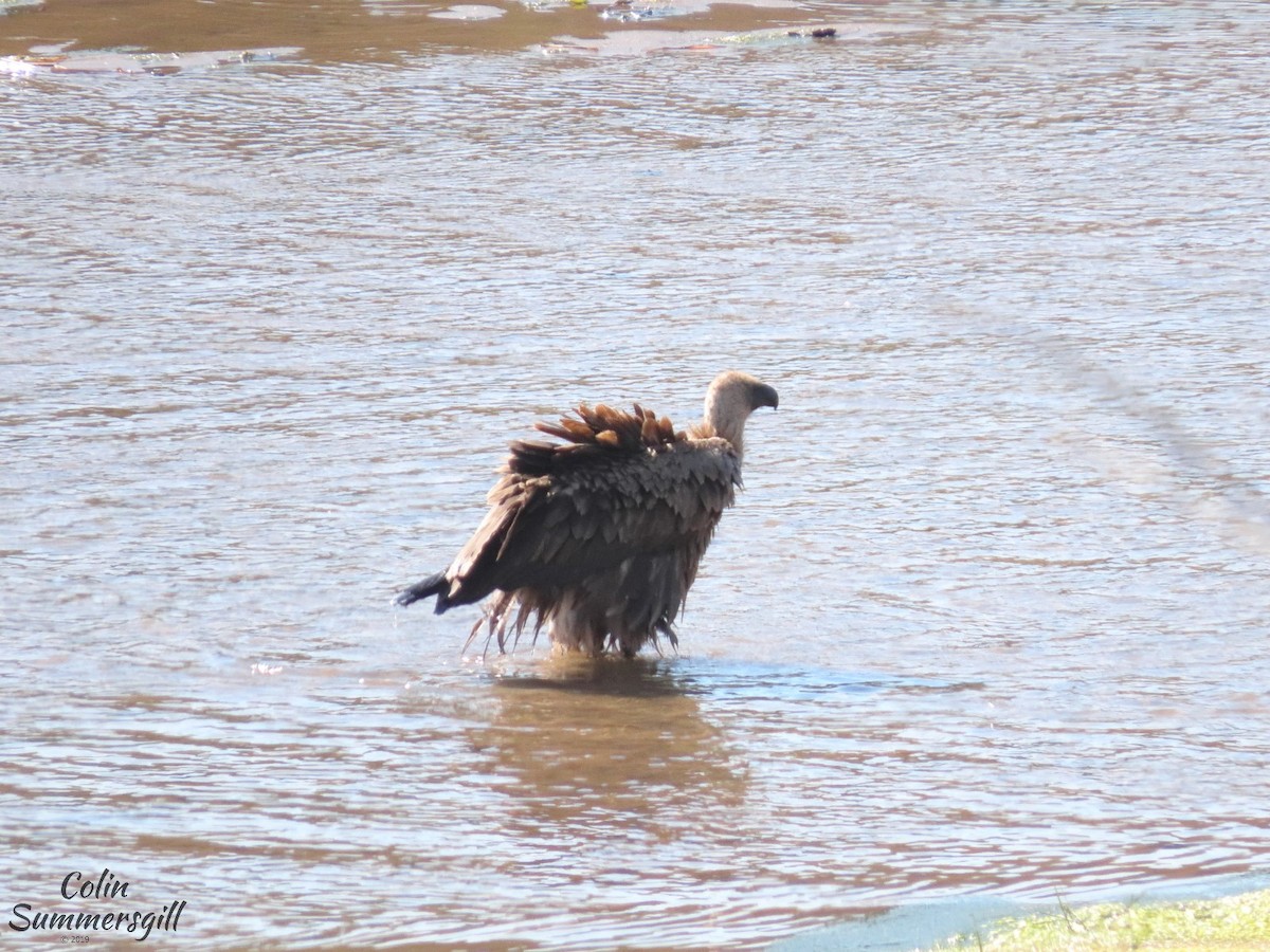 White-backed Vulture - Colin Summersgill