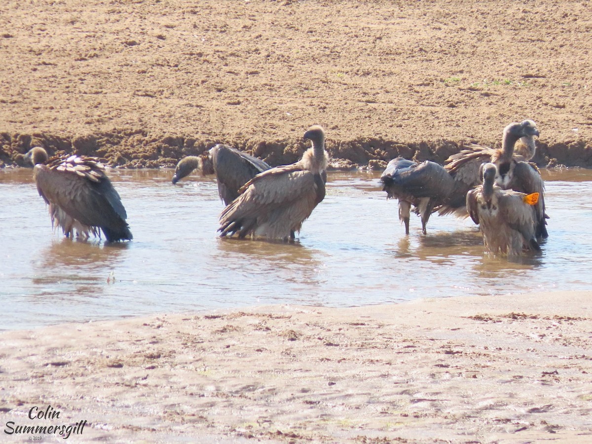 White-backed Vulture - ML623868990