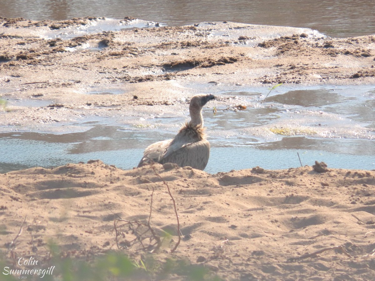 White-backed Vulture - ML623868991