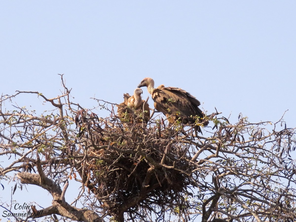 White-backed Vulture - ML623868992