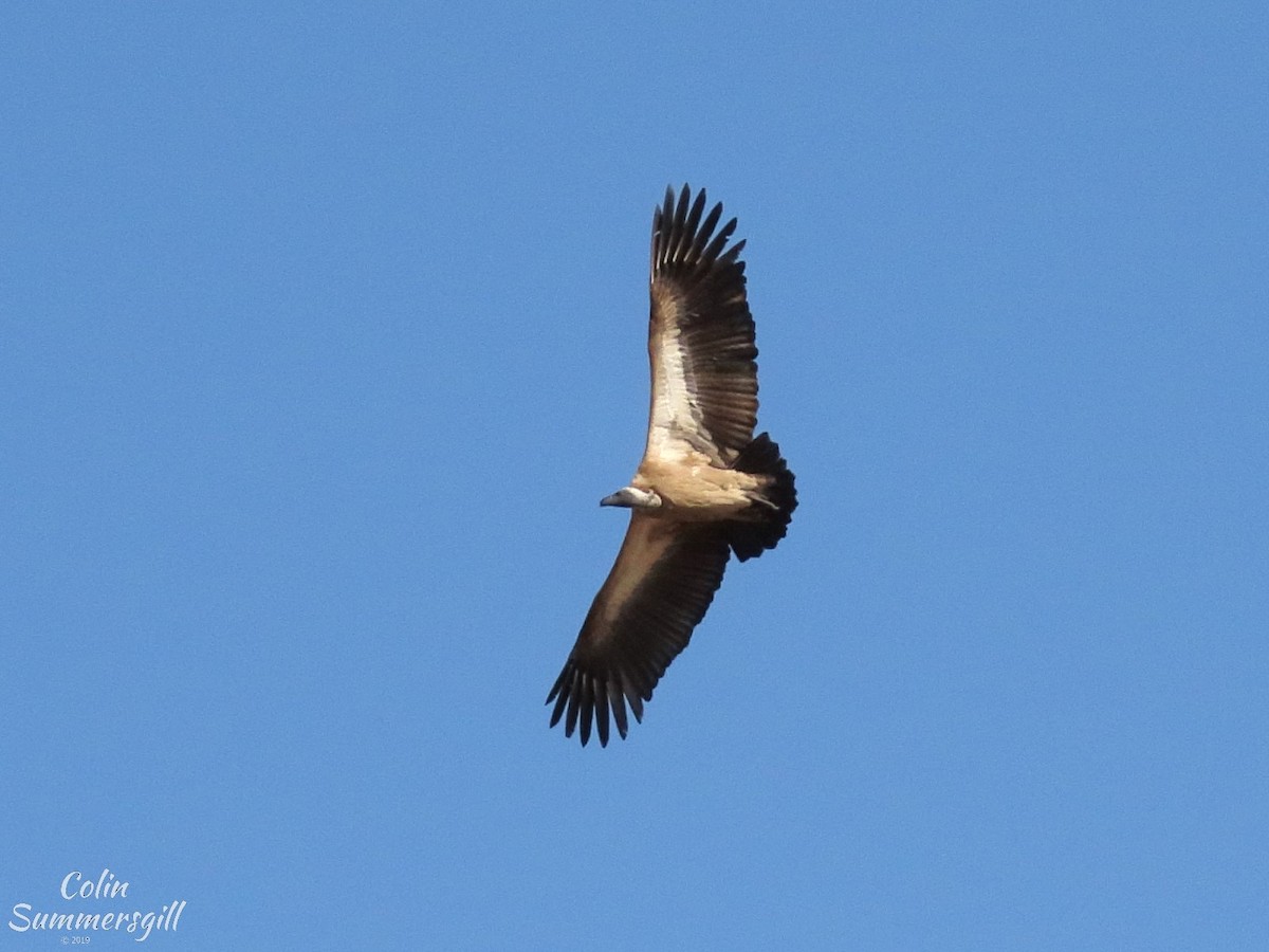 White-backed Vulture - ML623868993