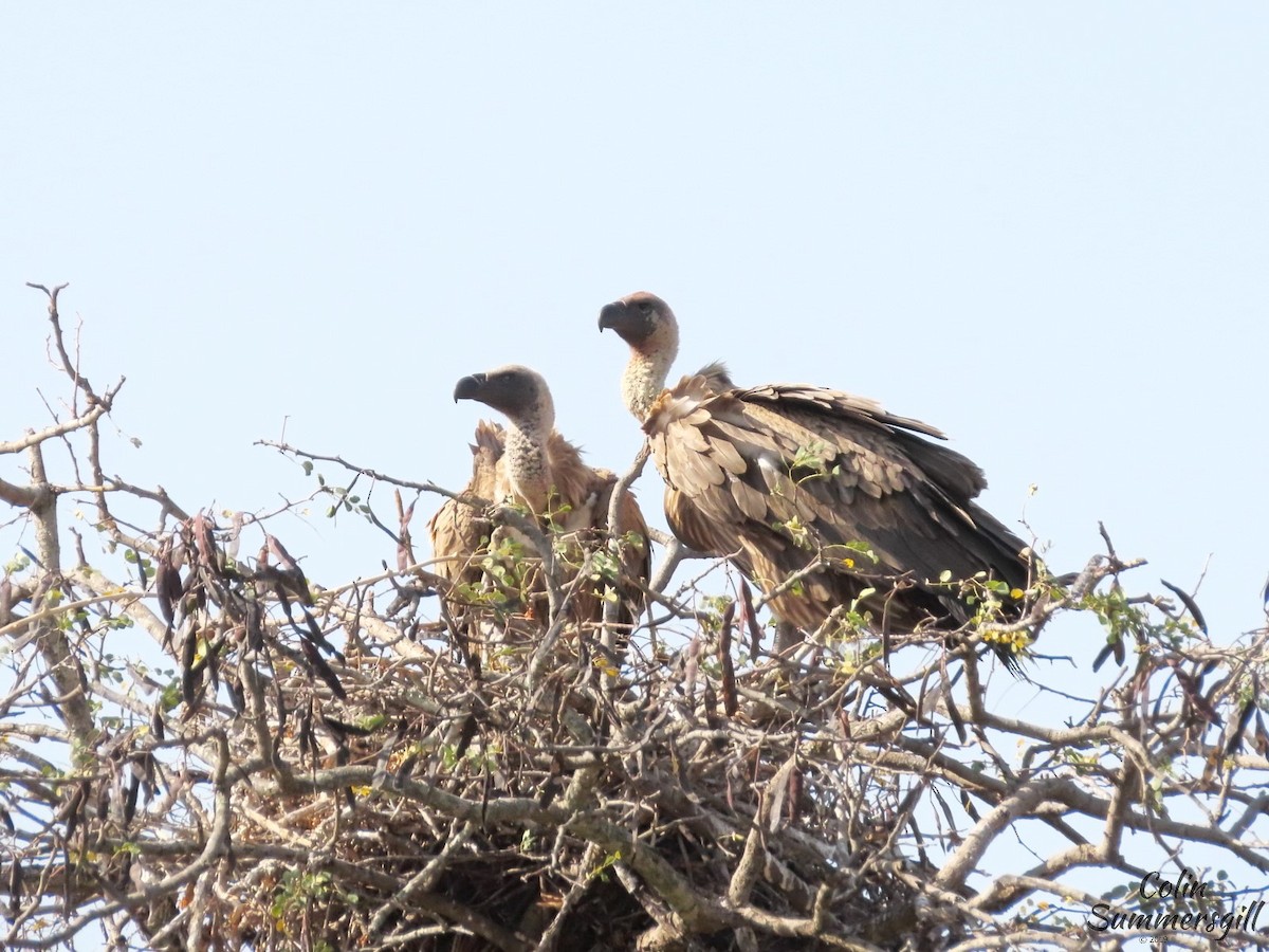 White-backed Vulture - ML623868994