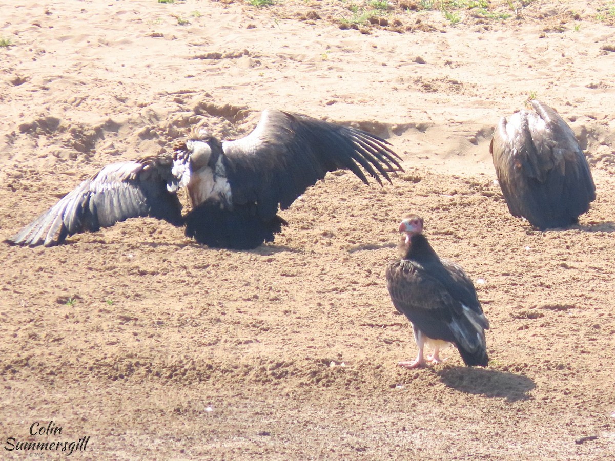 White-headed Vulture - ML623869001