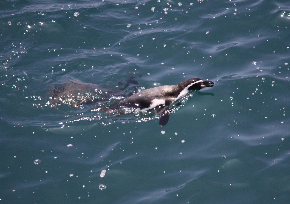 Humboldt Penguin - ML623869006