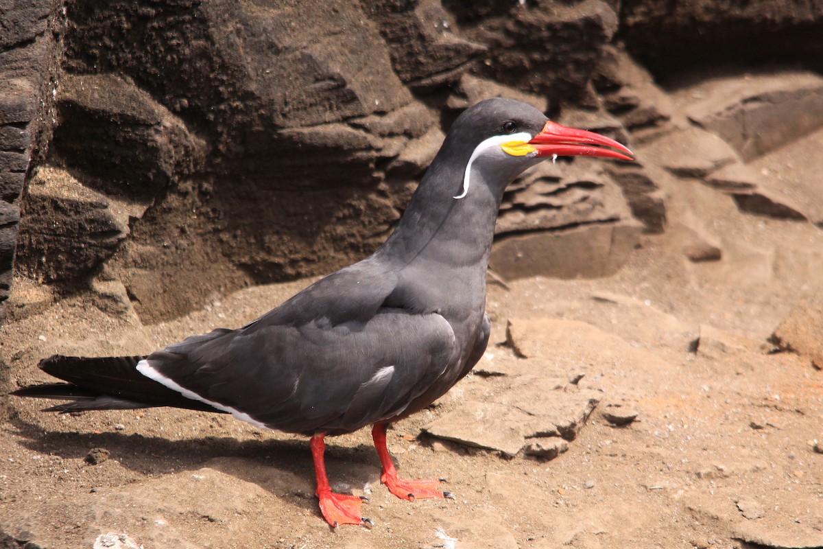 Inca Tern - ML623869019