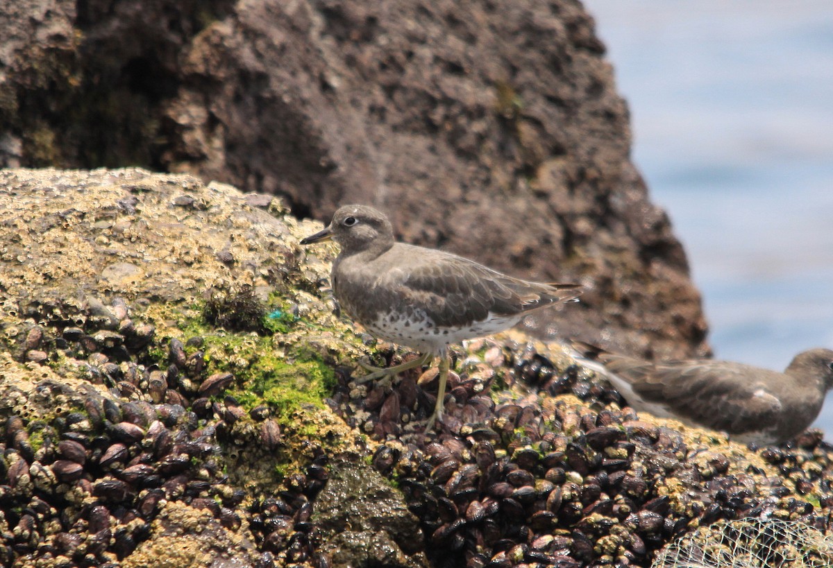 Surfbird - ML623869028