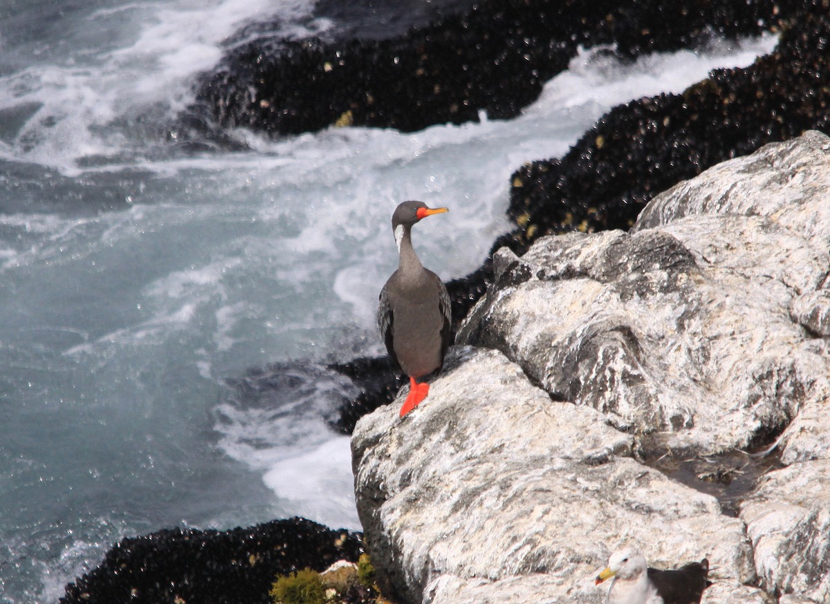 Red-legged Cormorant - ML623869039