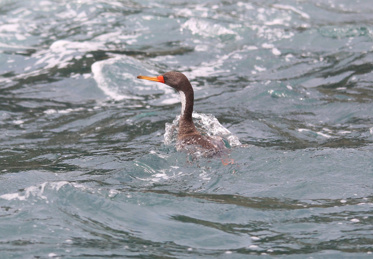 Red-legged Cormorant - ML623869042