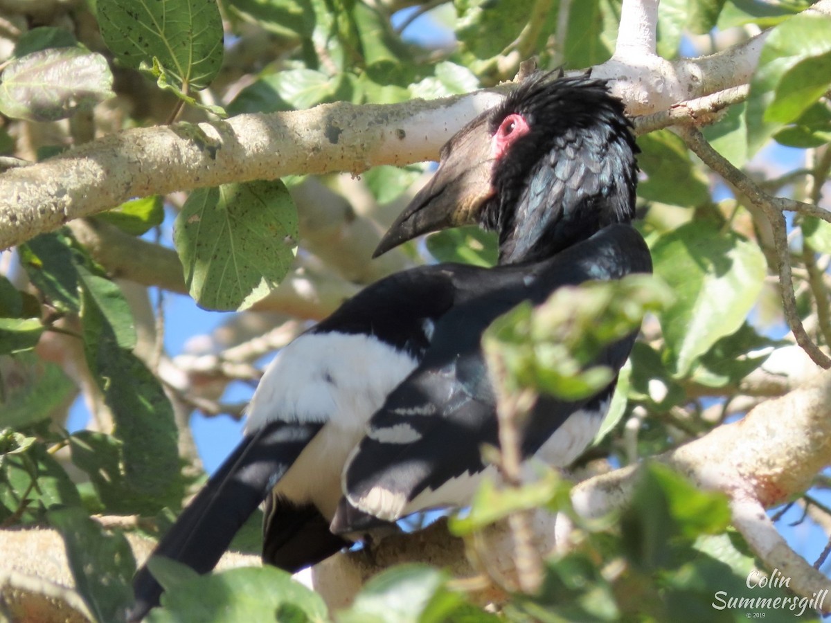 Trumpeter Hornbill - ML623869043