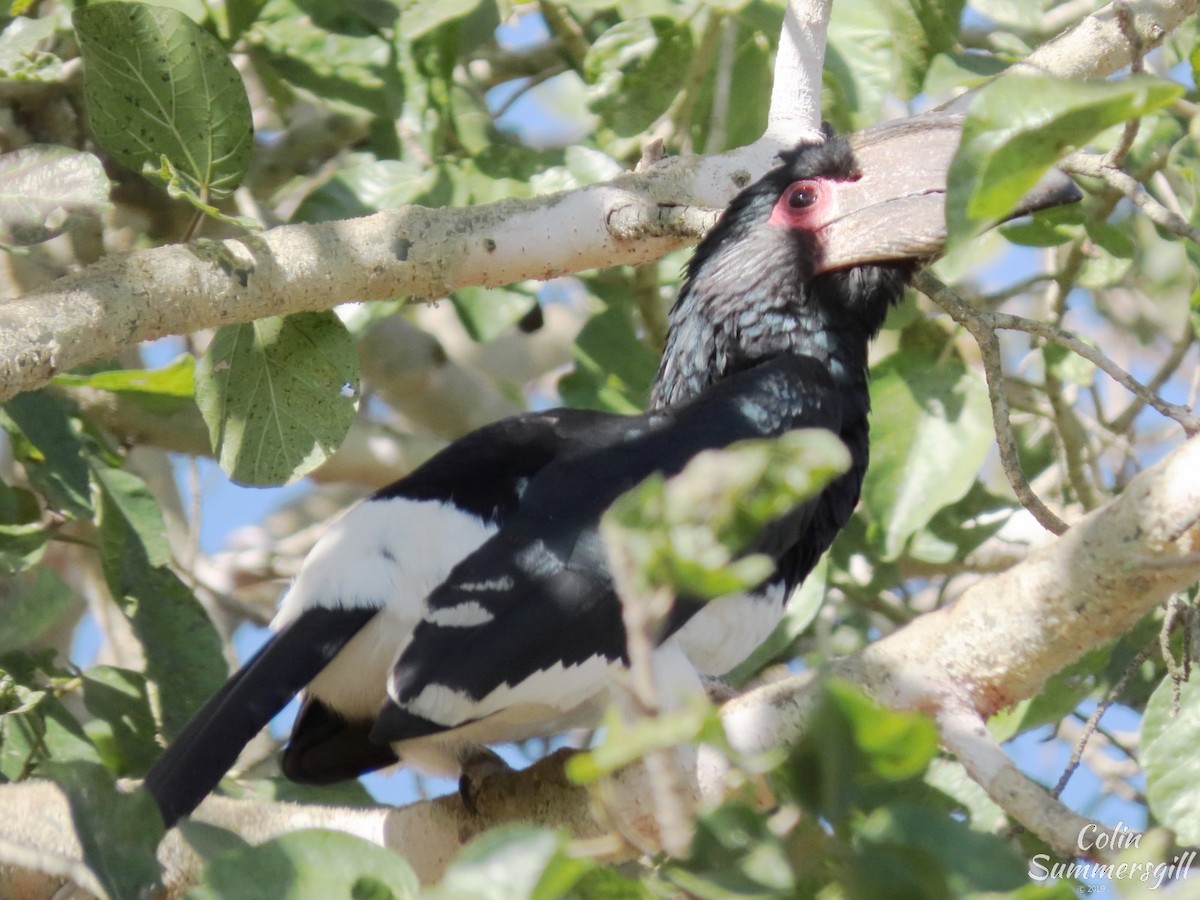 Trumpeter Hornbill - ML623869044