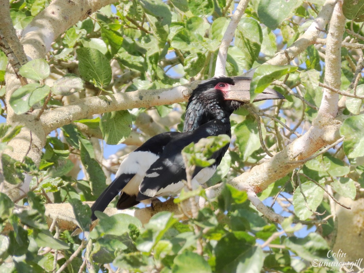 Trumpeter Hornbill - Colin Summersgill