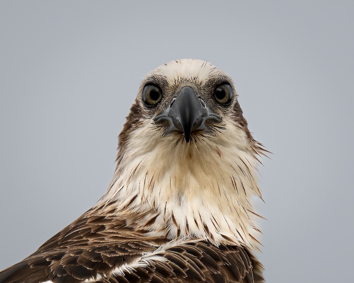 Osprey - ML623869047