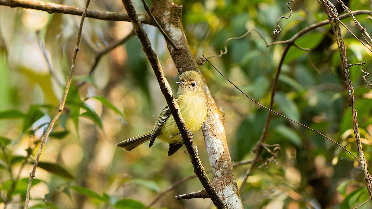 Mottle-cheeked Tyrannulet - ML623869049