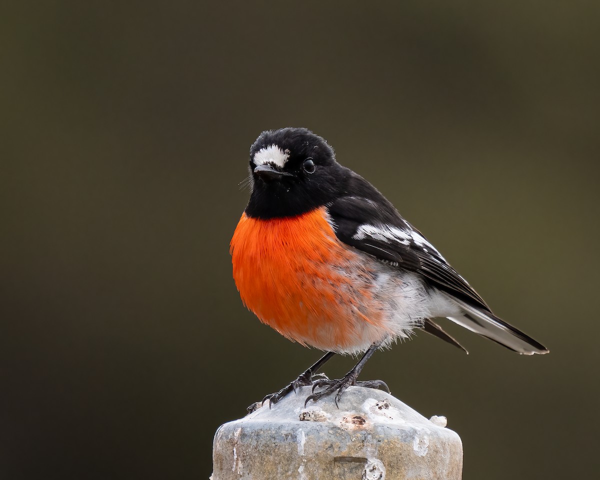 Scarlet Robin - ML623869051