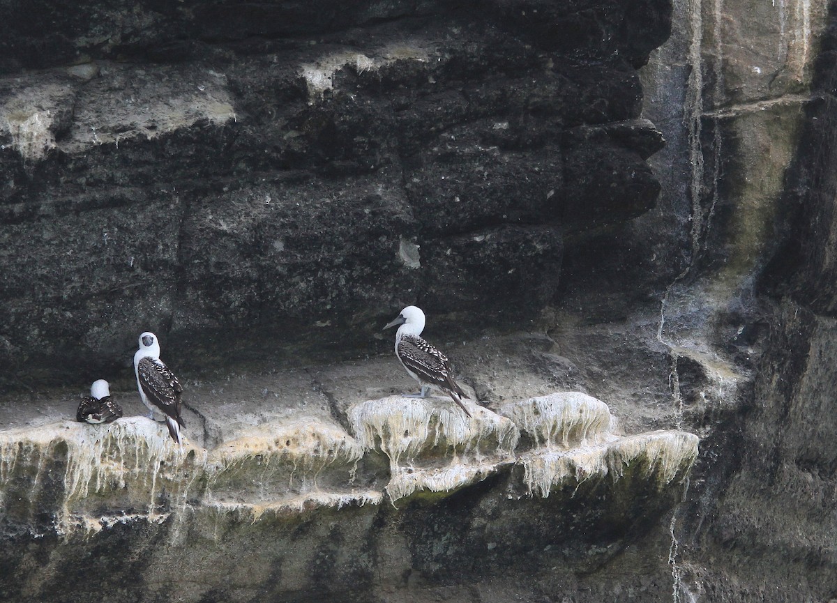 Peruvian Booby - ML623869052