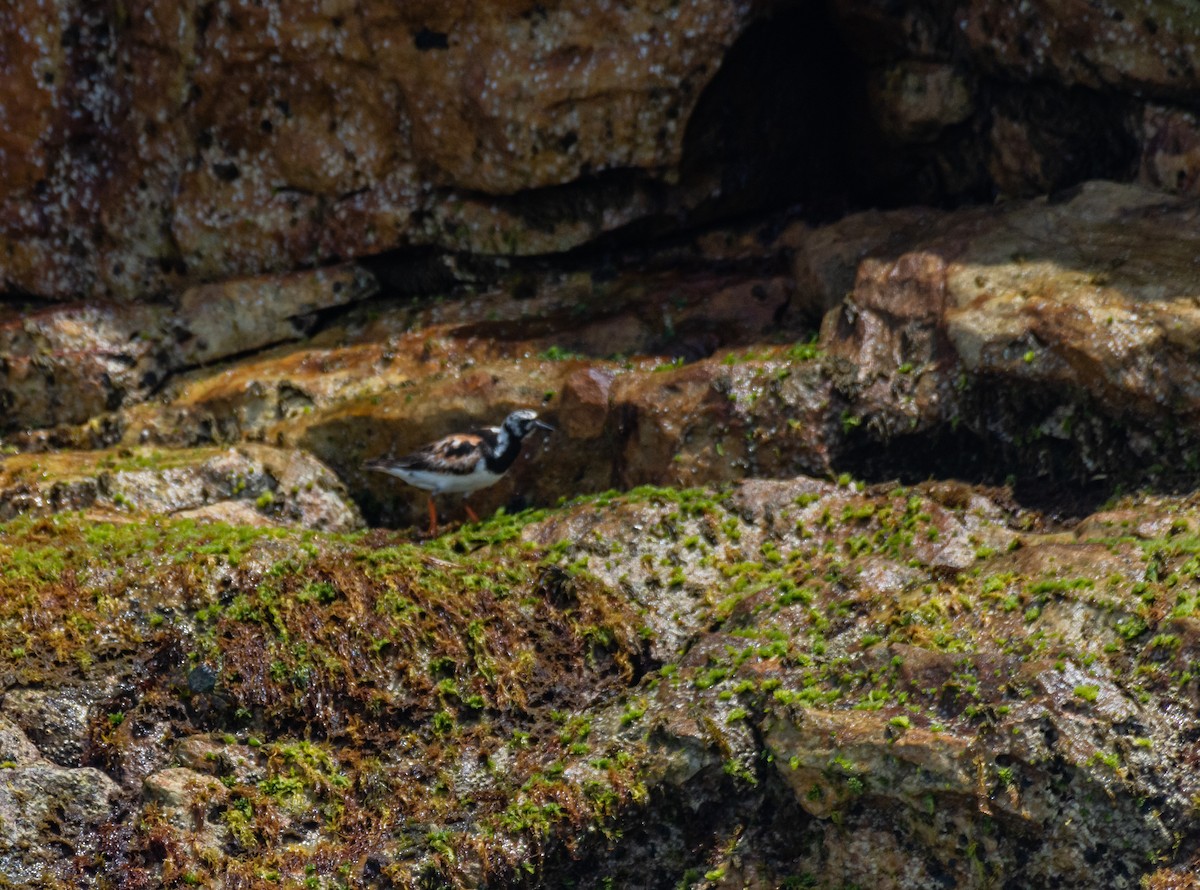 Ruddy Turnstone - AVINASH SHARMA