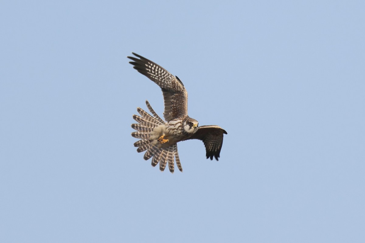 Red-footed Falcon - ML623869079