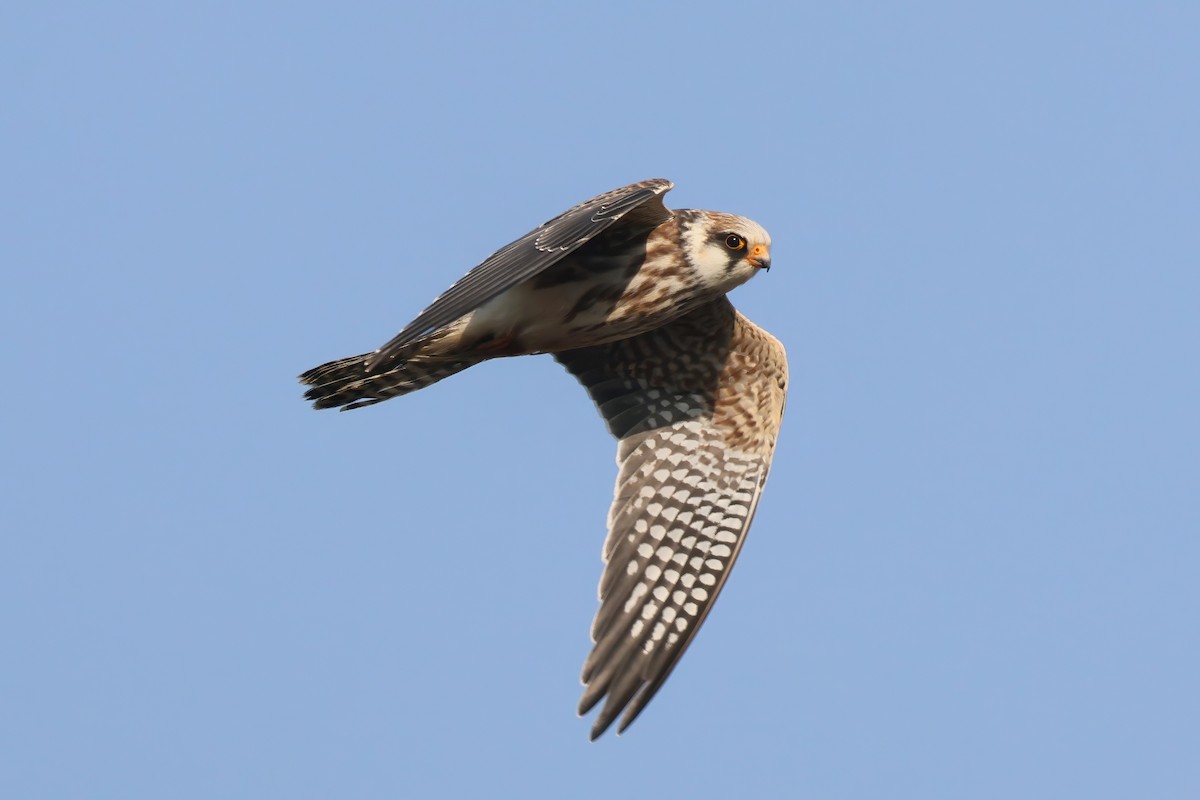 Red-footed Falcon - ML623869080