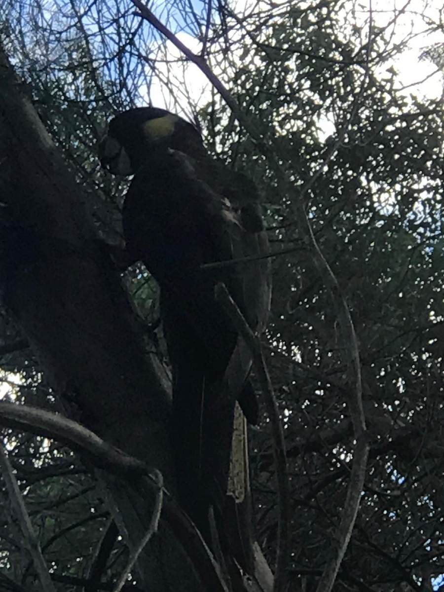 Yellow-tailed Black-Cockatoo - Sai Shailesh