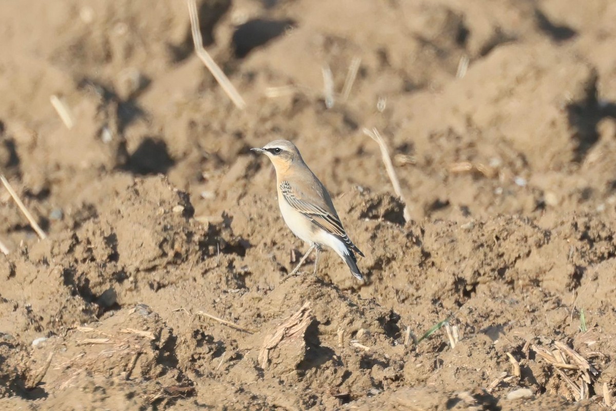 Northern Wheatear - ML623869083