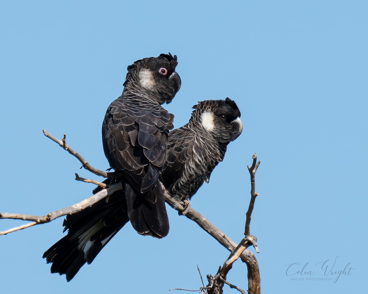 Carnaby's Black-Cockatoo - ML623869084