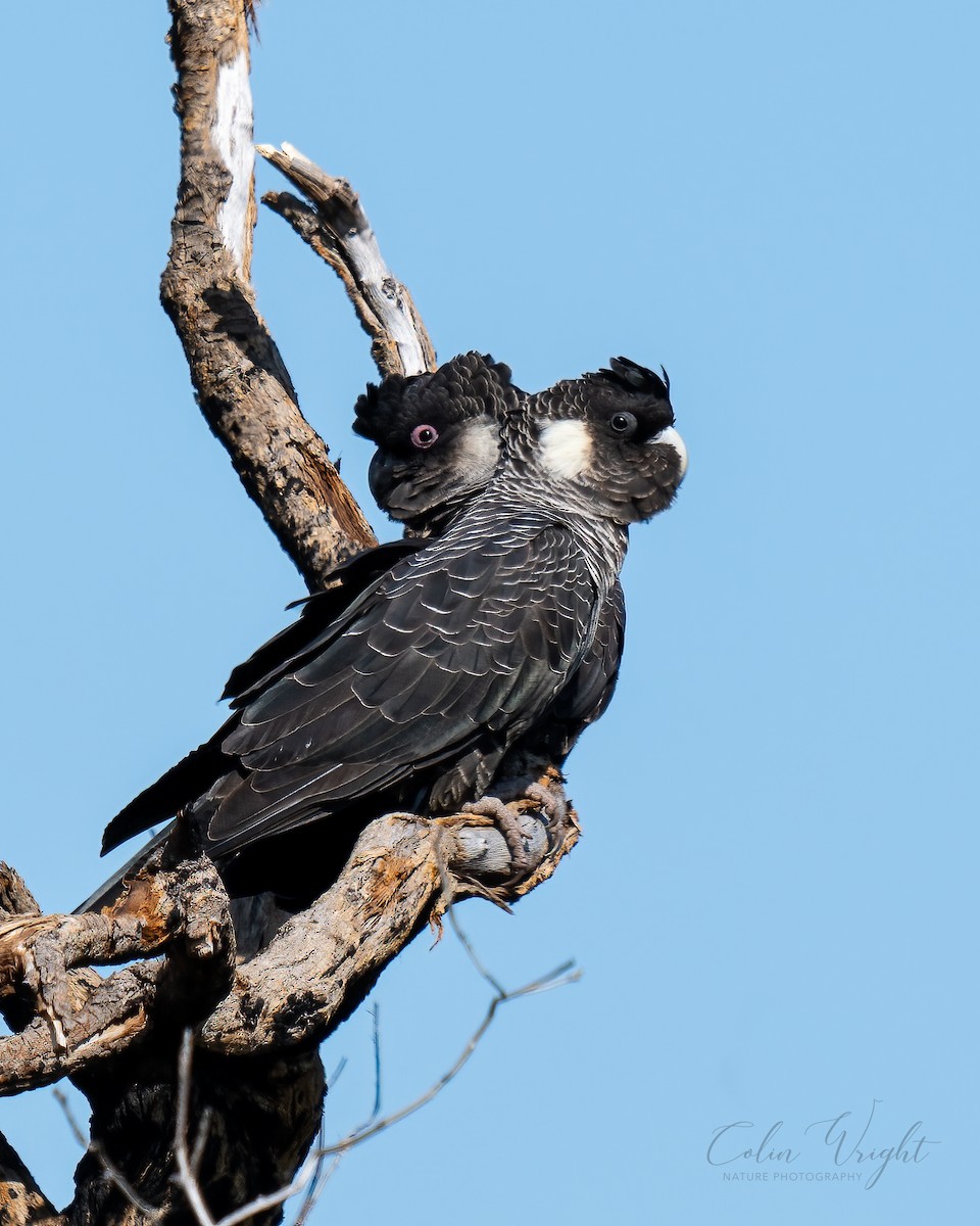 Carnaby's Black-Cockatoo - ML623869085