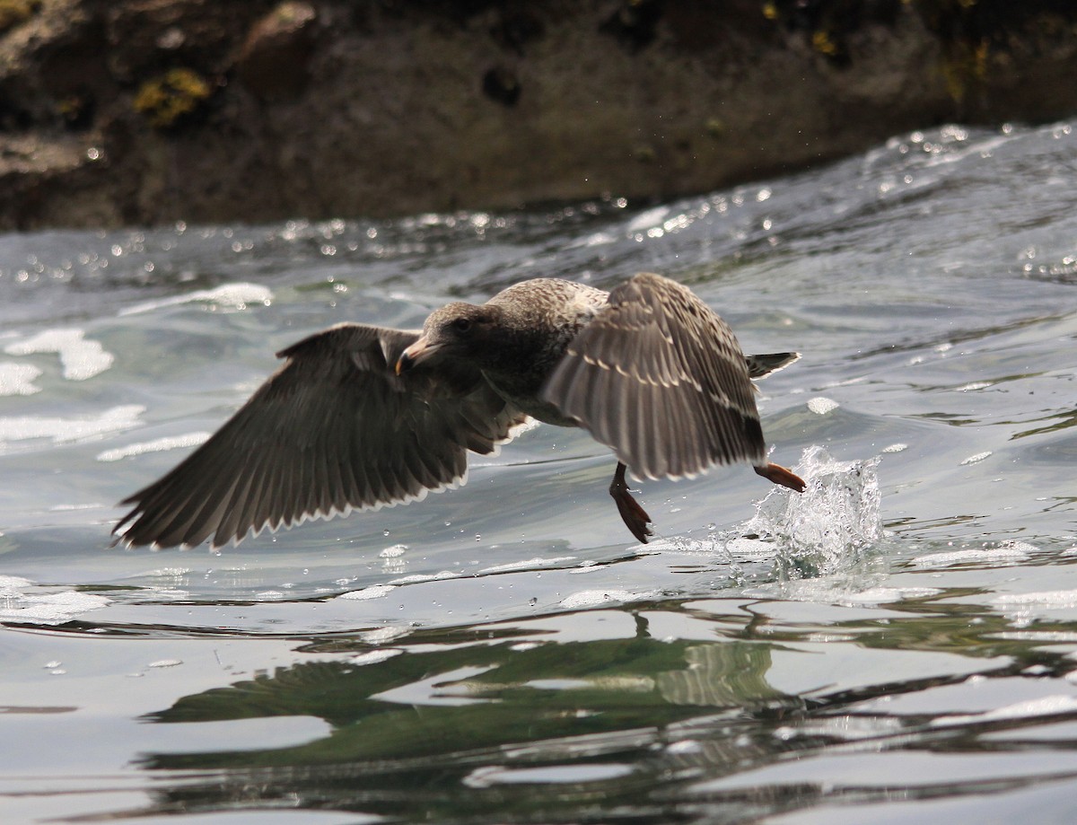 Belcher's Gull - ML623869086