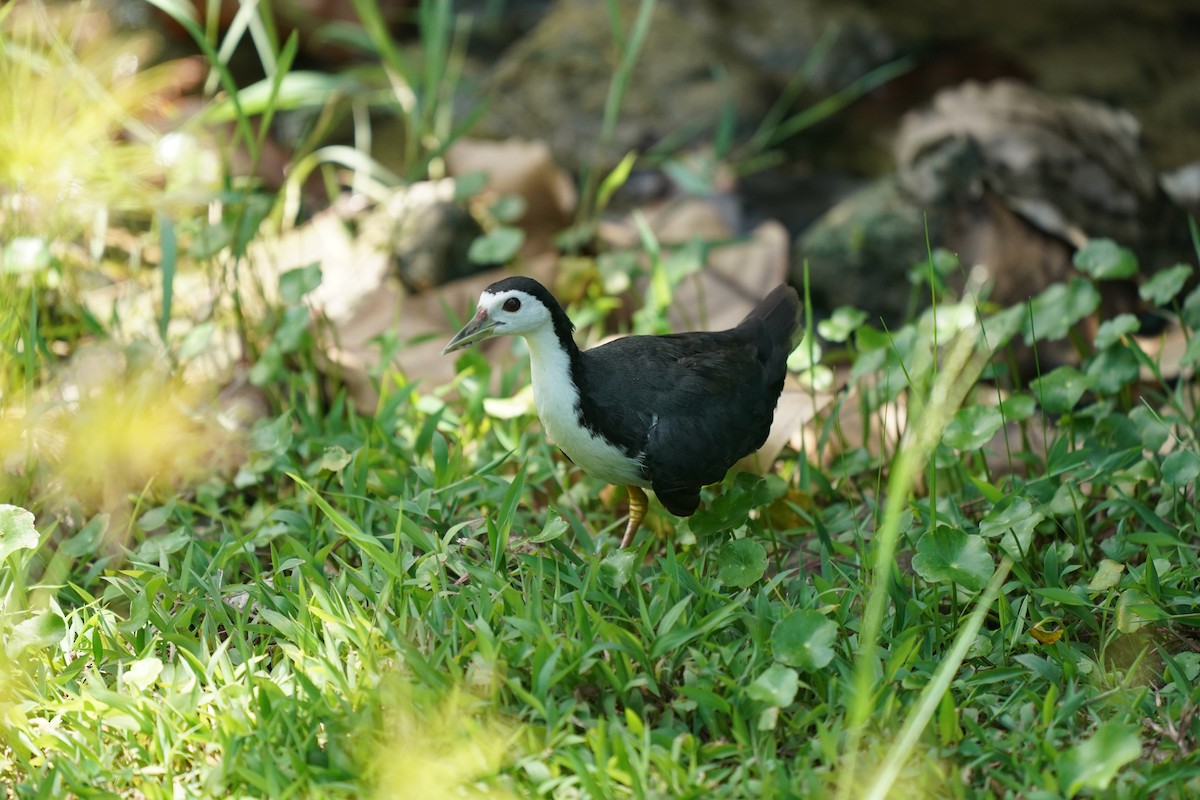 White-breasted Waterhen - ML623869101