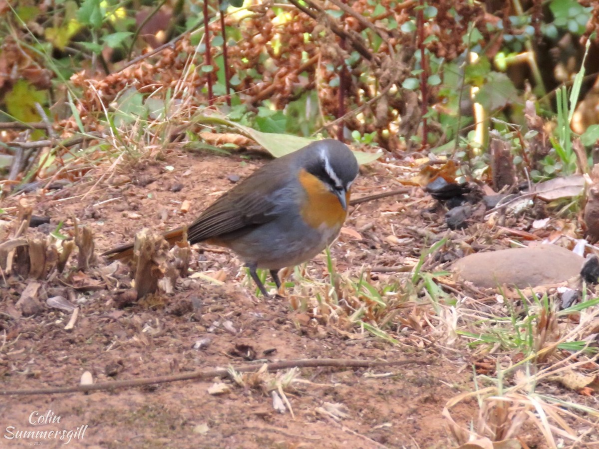 Cape Robin-Chat - ML623869103