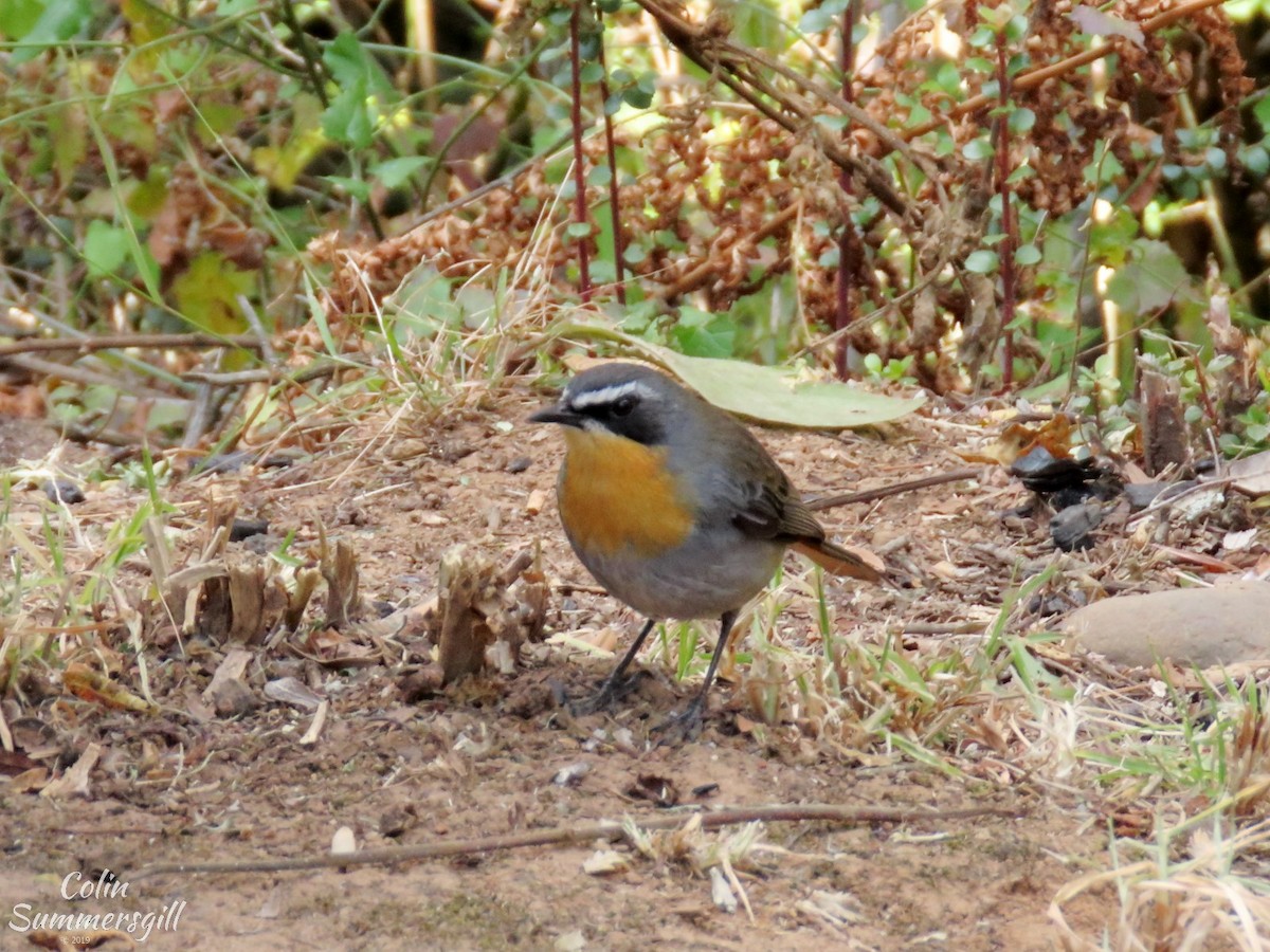 Cape Robin-Chat - ML623869104