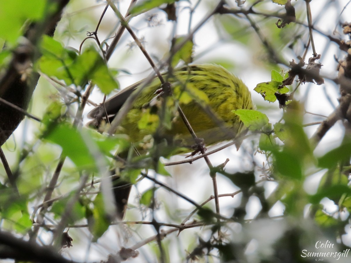 Forest Canary - Colin Summersgill