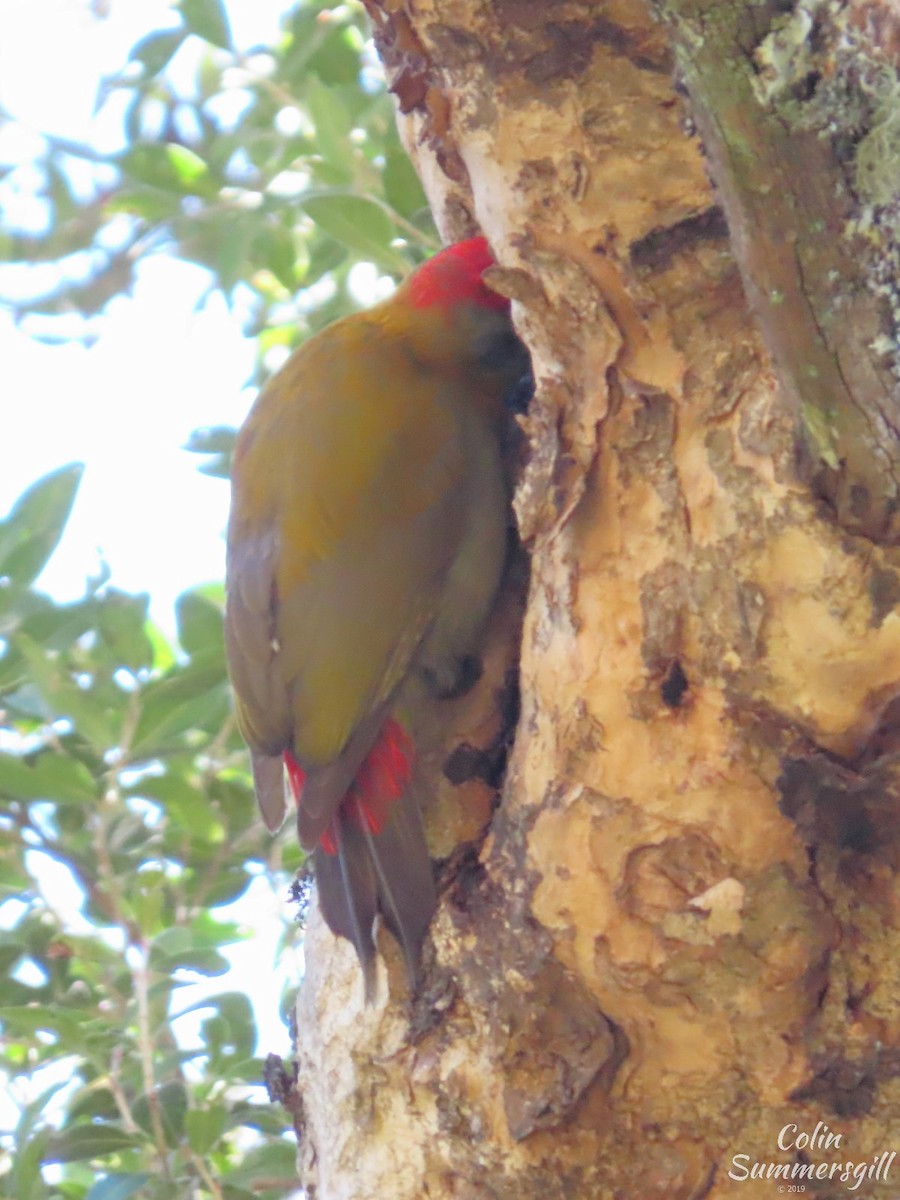 Olive Woodpecker - ML623869118