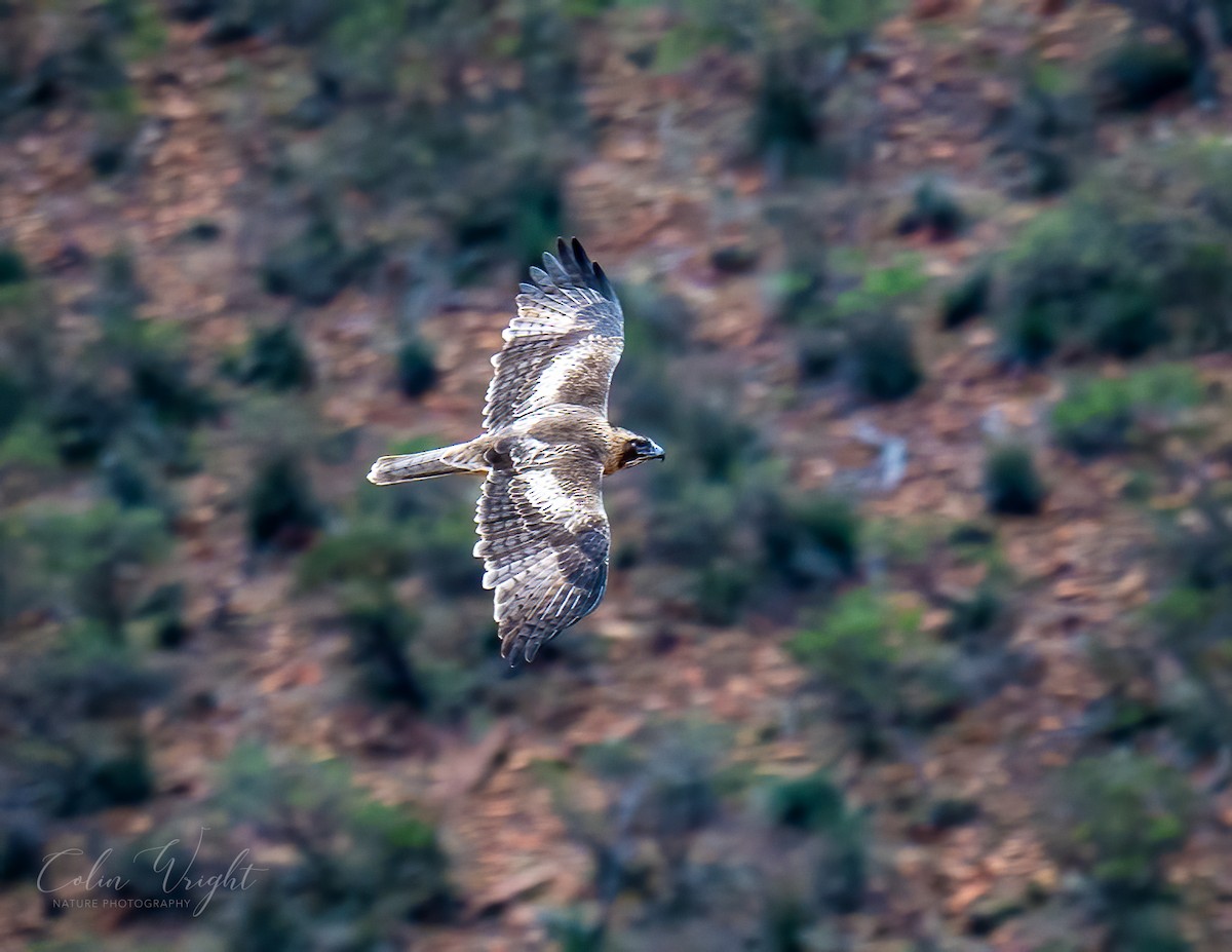 Little Eagle - ML623869124