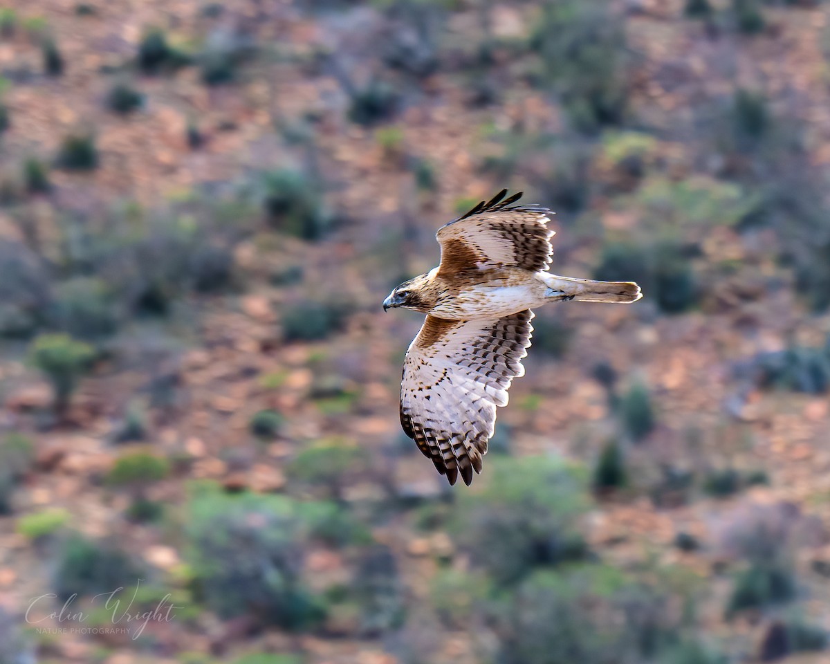 Little Eagle - ML623869125