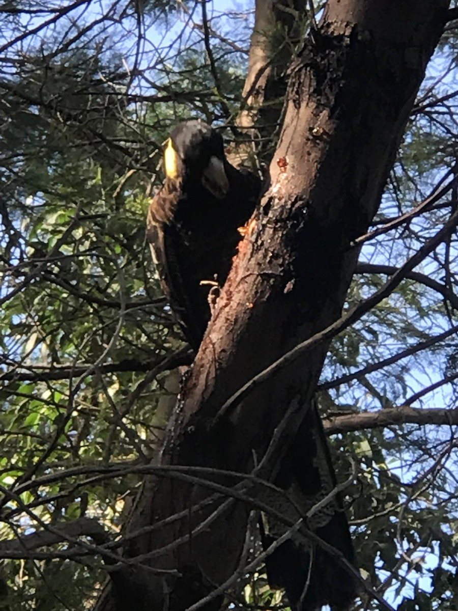 Yellow-tailed Black-Cockatoo - ML623869127