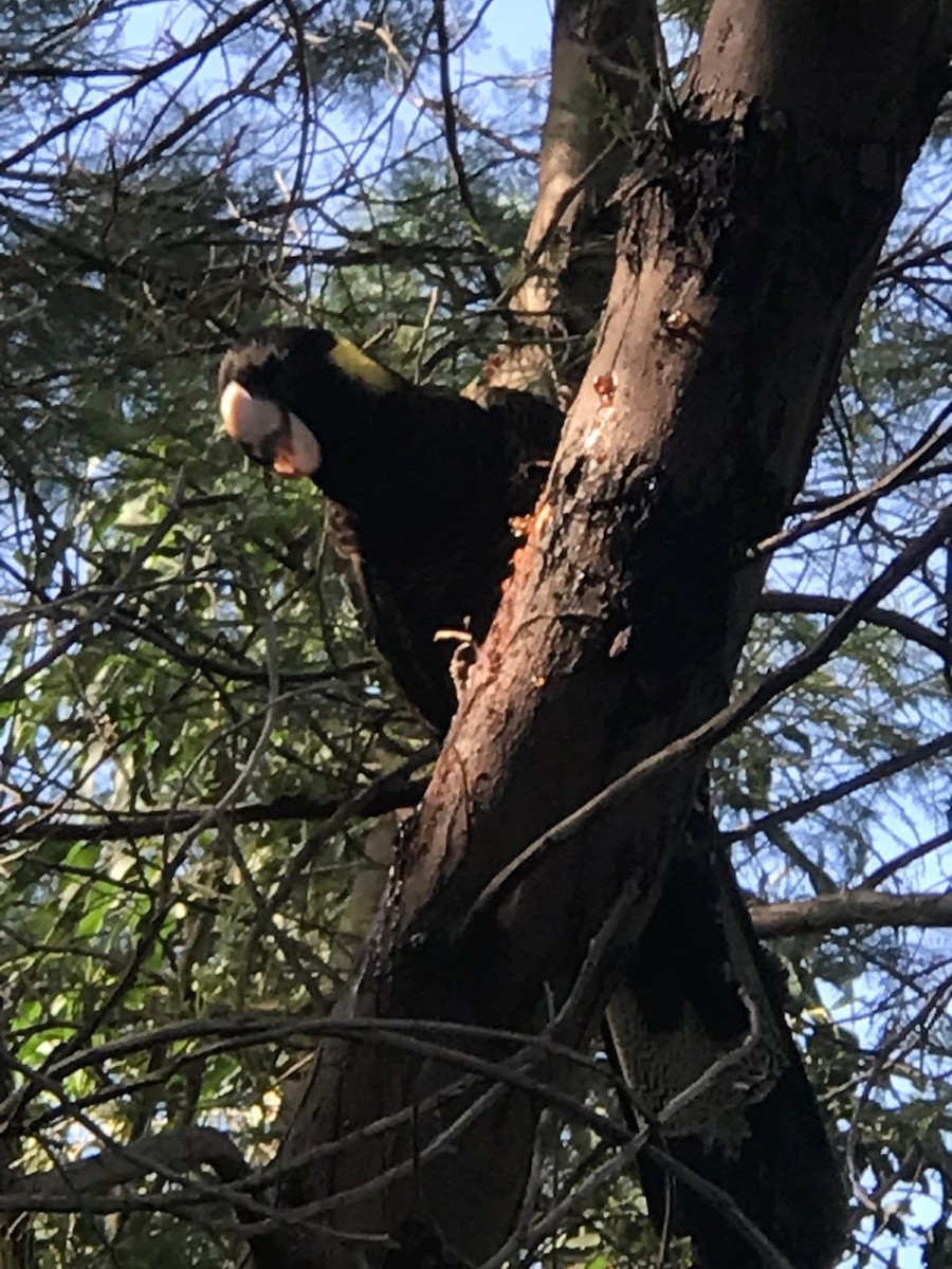 Yellow-tailed Black-Cockatoo - ML623869129