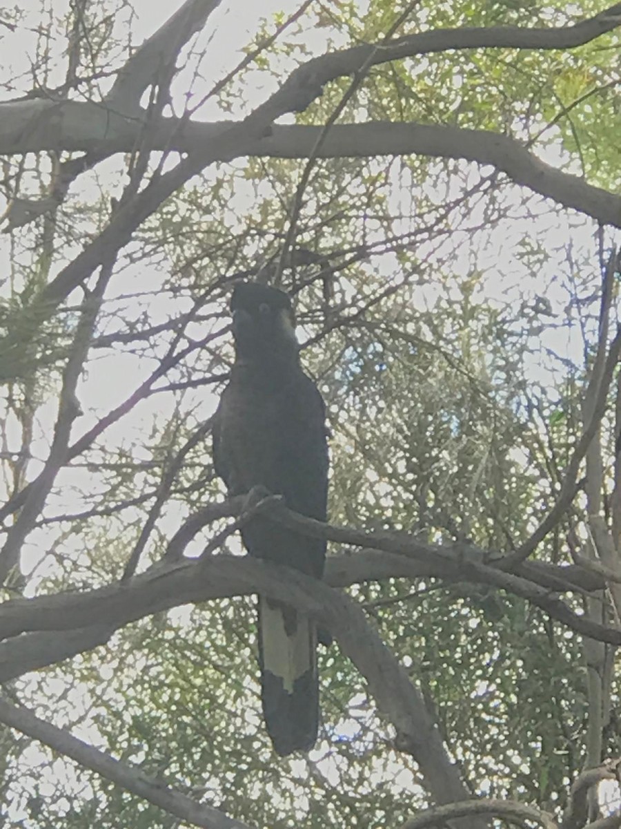 Yellow-tailed Black-Cockatoo - ML623869135