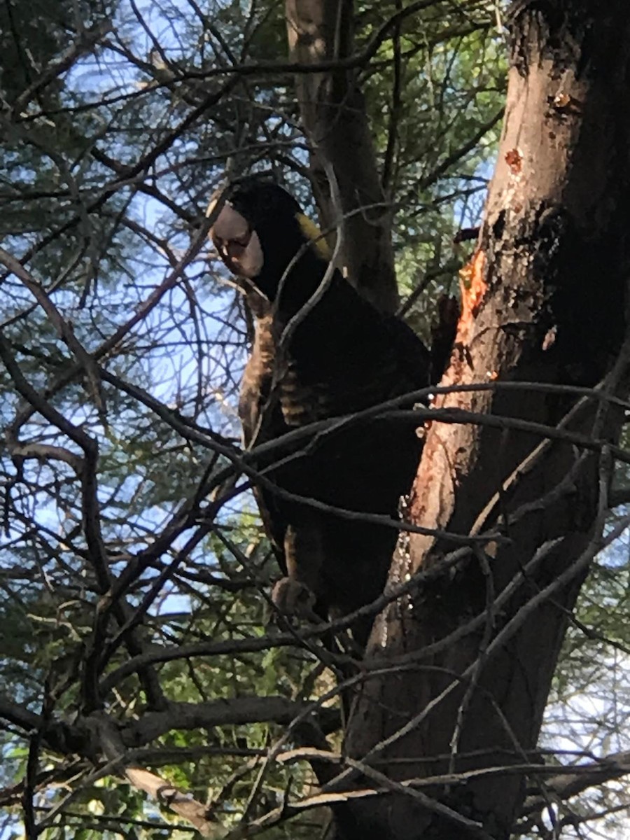 Yellow-tailed Black-Cockatoo - ML623869137