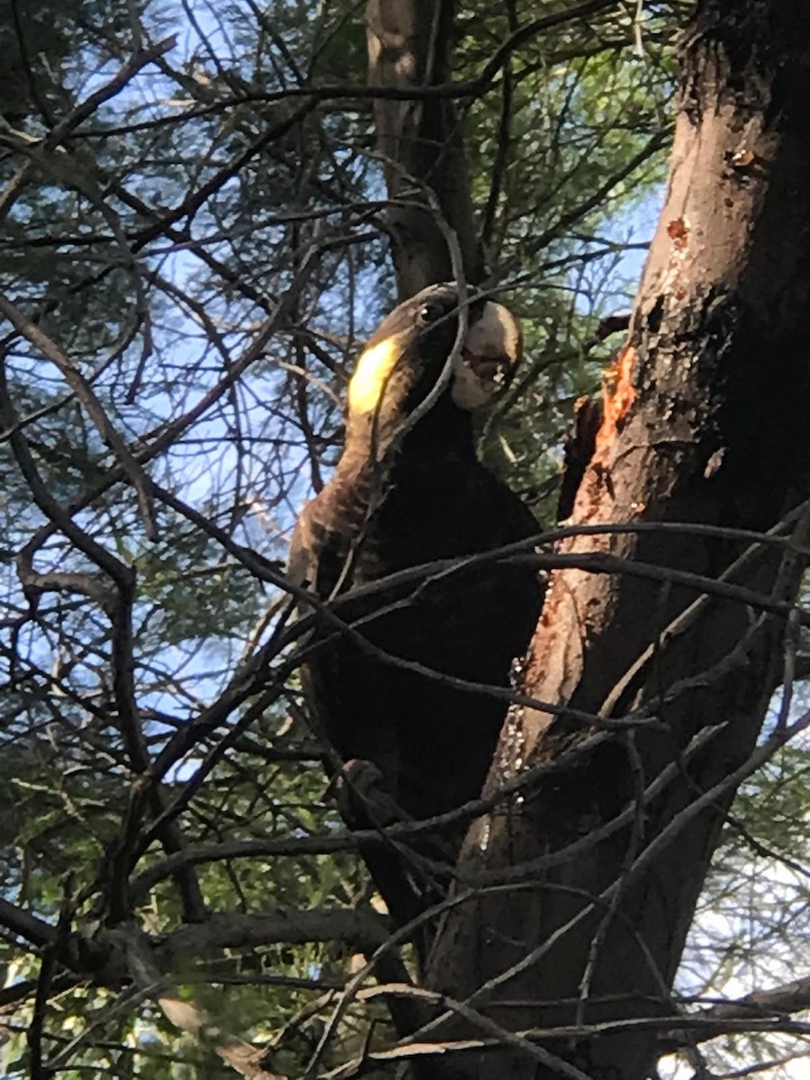 Yellow-tailed Black-Cockatoo - Sai Shailesh