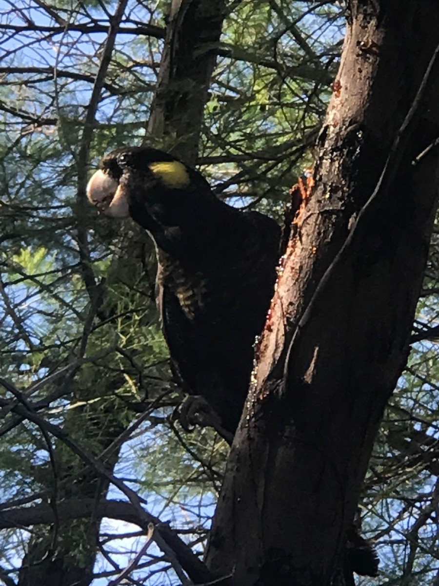 Yellow-tailed Black-Cockatoo - ML623869148